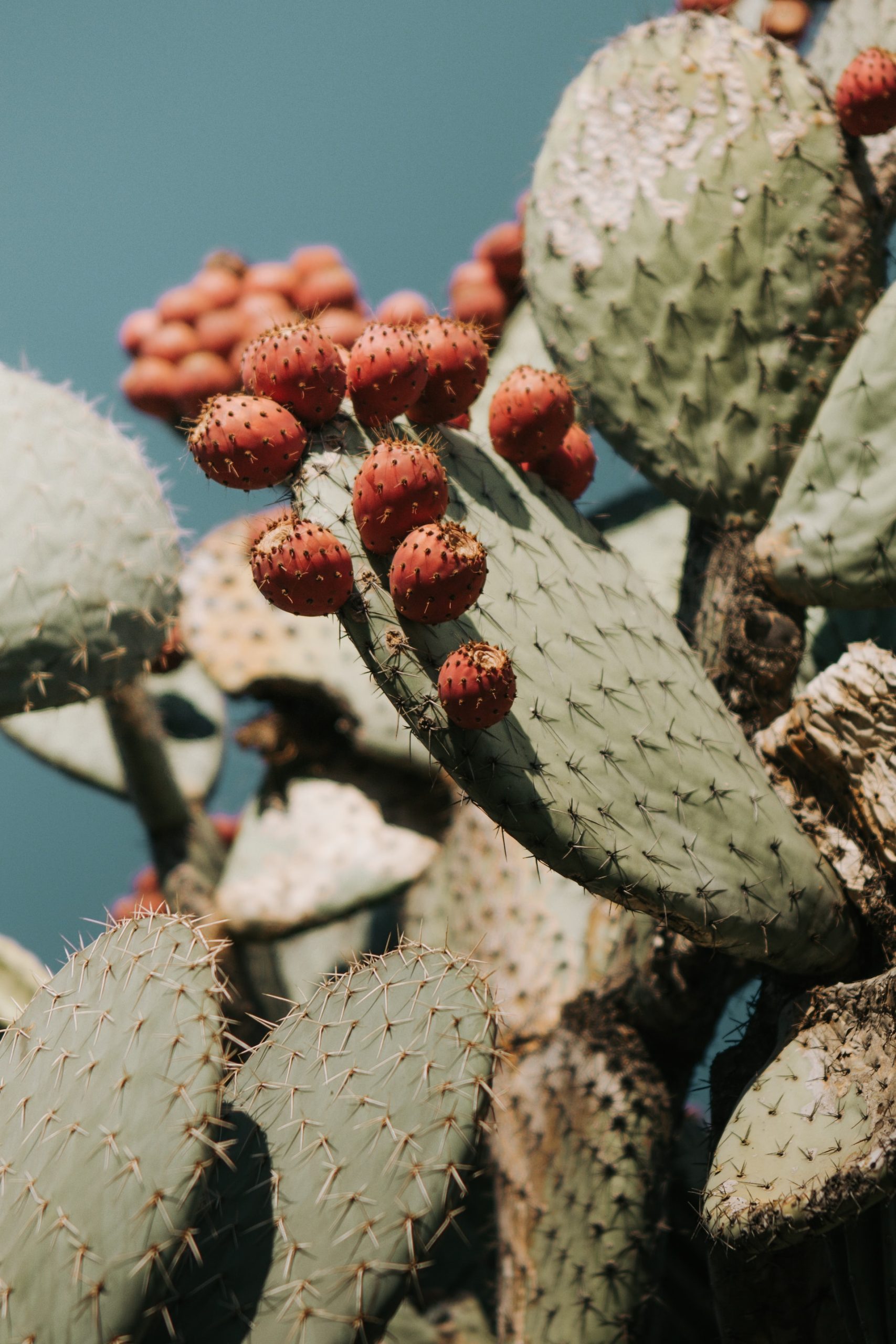 Cactus Leather
