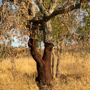 Cork oak at the florest, sustainable shoe material - cork.